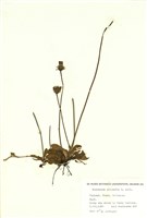 藏品(鼠耳細毛菊)的圖片